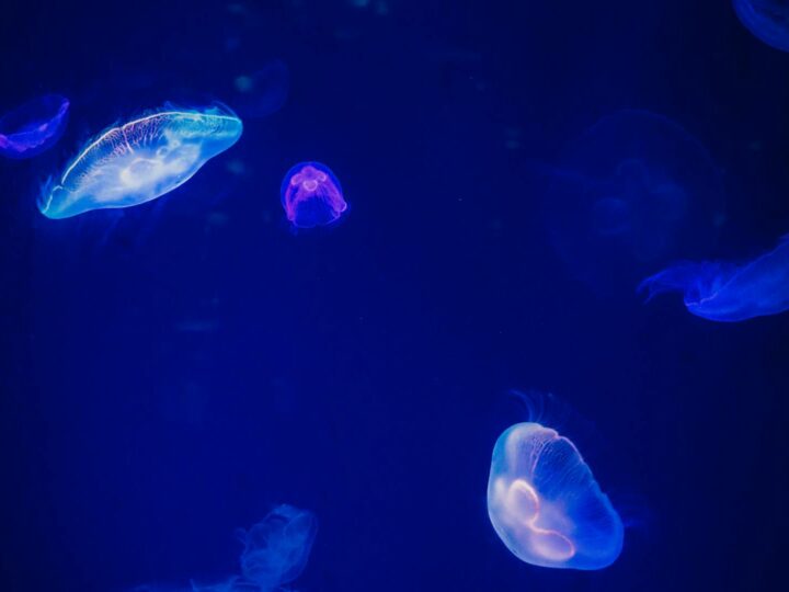 Acuario de Gnova